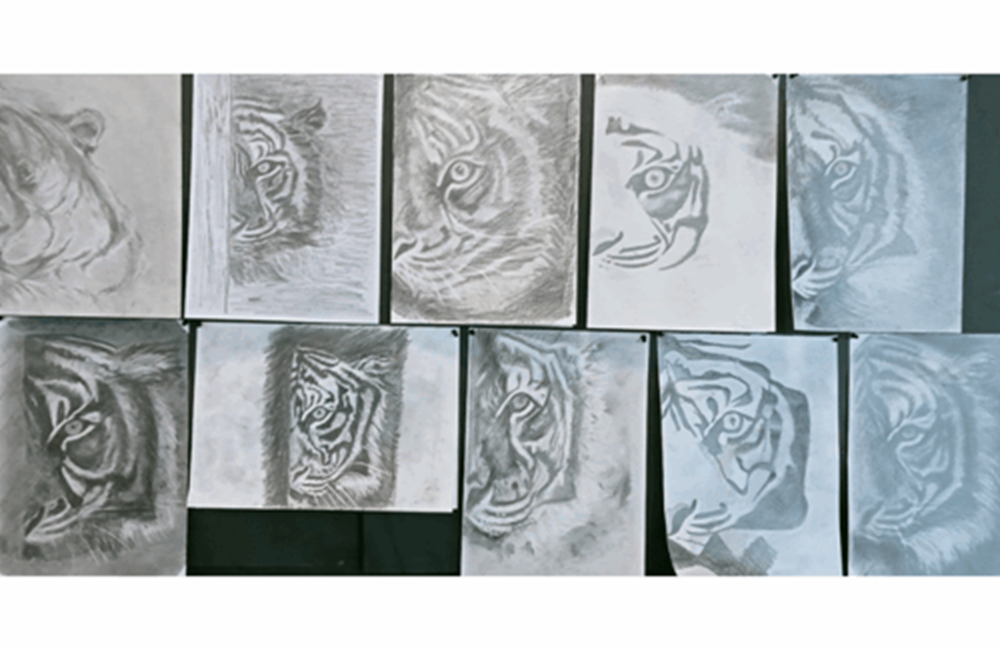 Selection of drawings of a tiger