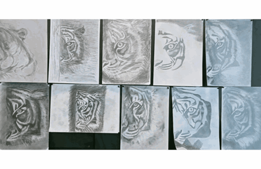 Selection of drawings of a tiger