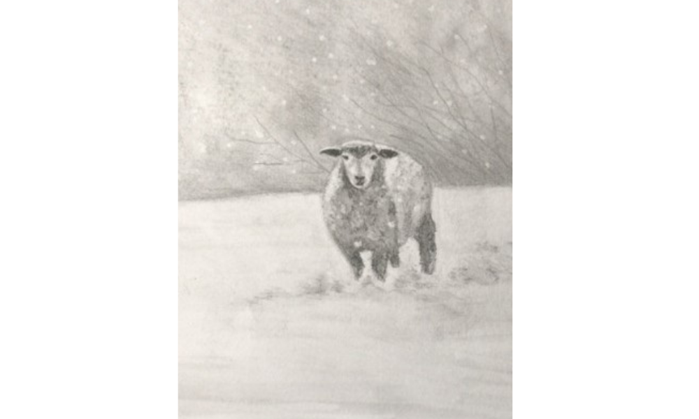 Drawing of a sheep