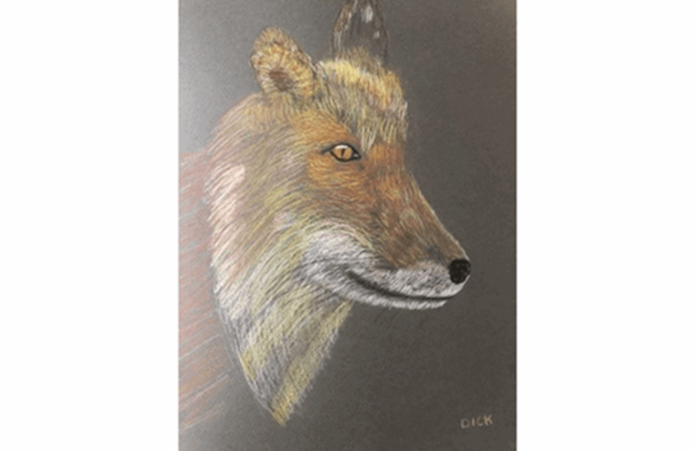 Drawing of fox