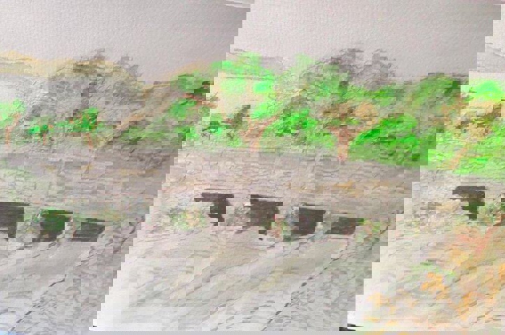 Watercolour painting of trees in field