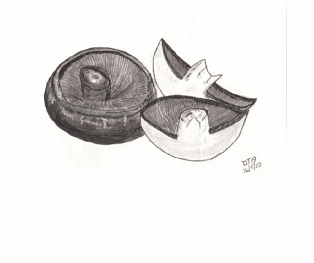 Drawing of mushrooms