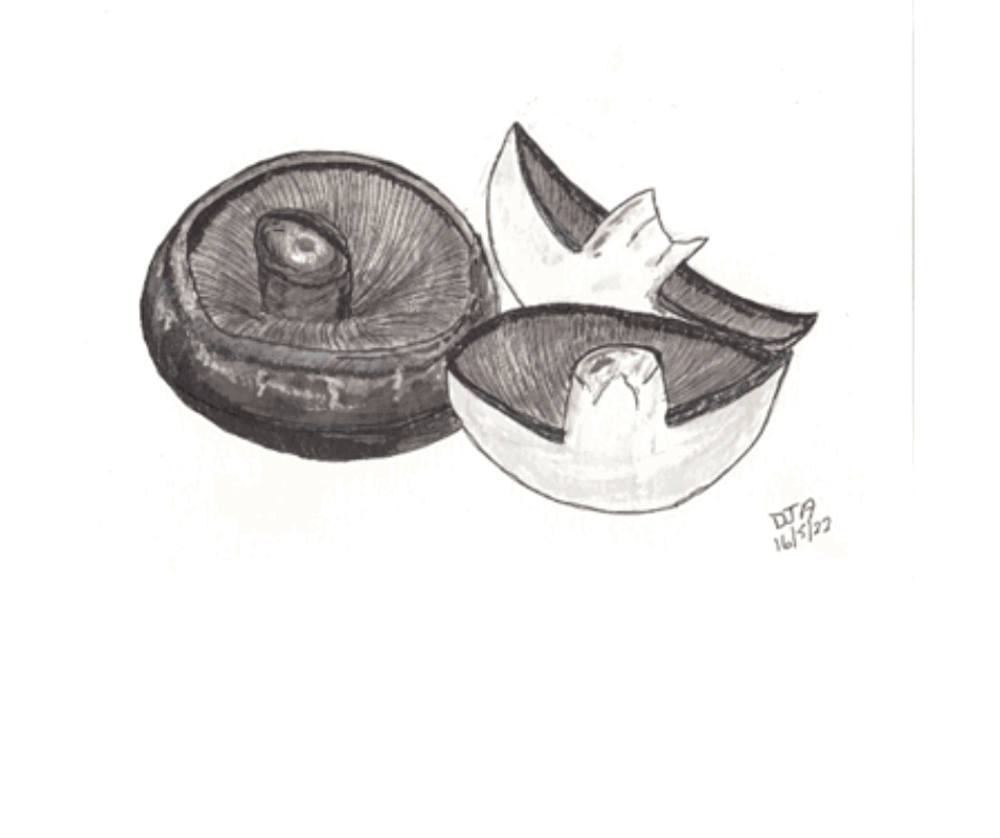 Drawing of mushrooms