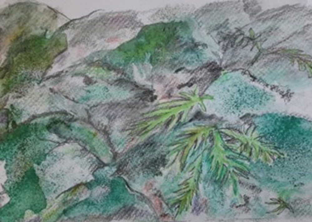 Drawing of rocks and leaves