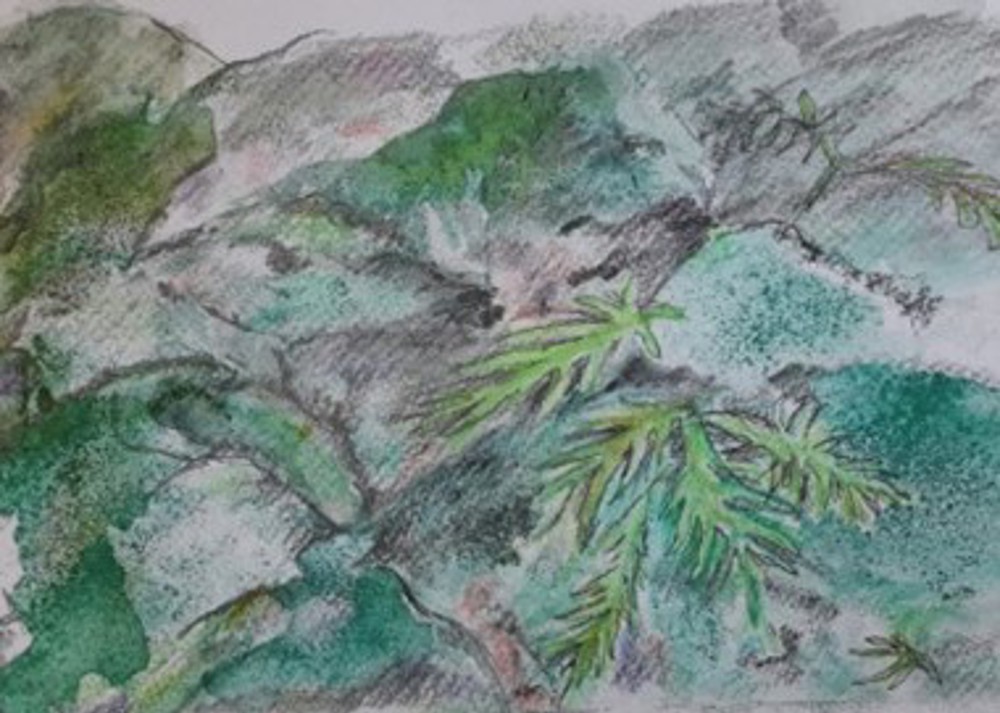 Drawing of rocks and leaves 