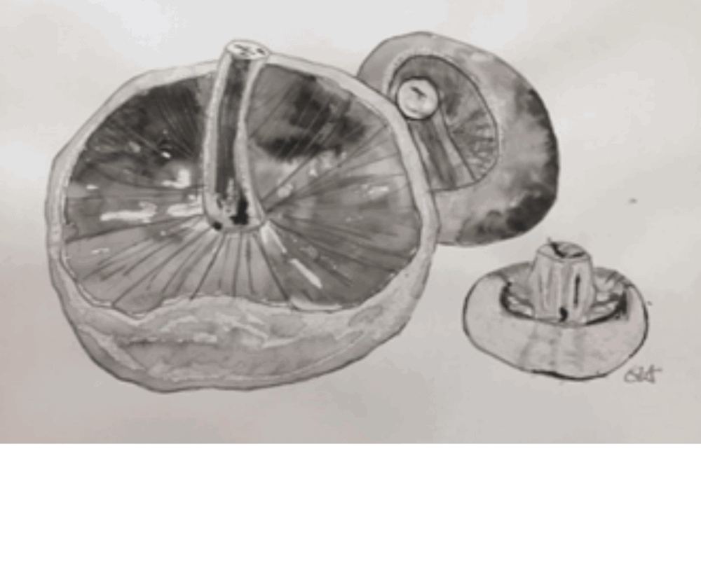Drawing of mushrooms