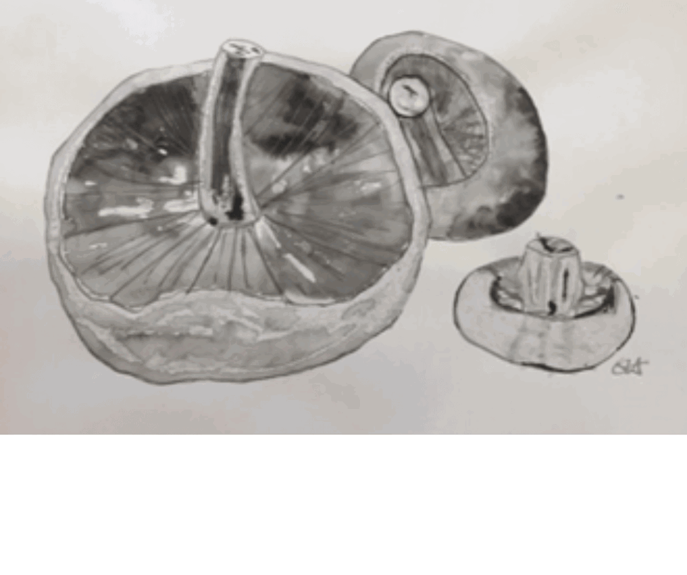 Drawing of mushrooms