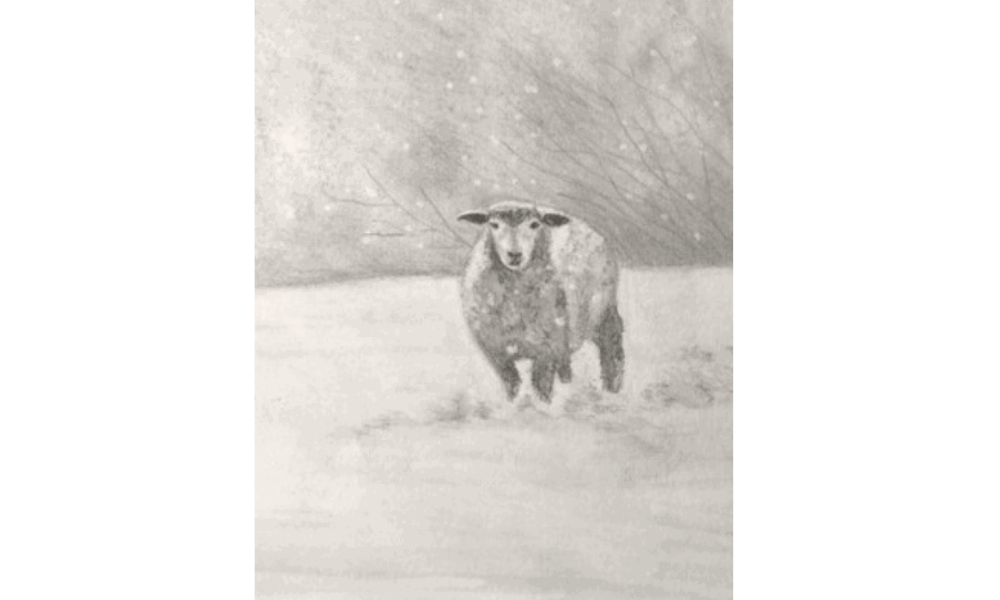 Sheep drawing