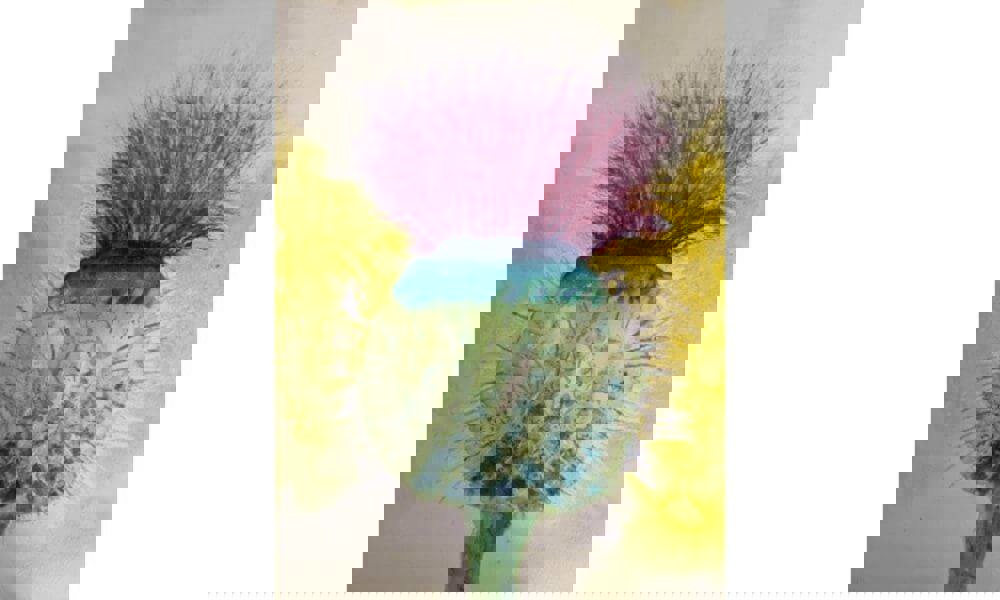 Watercolour painting of flower