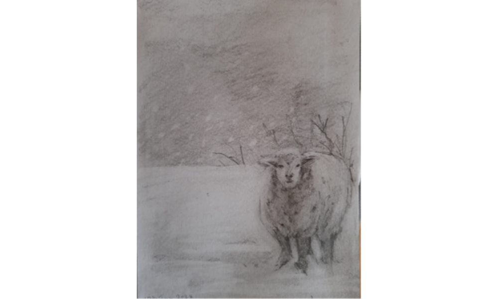 Drawing of a sheep