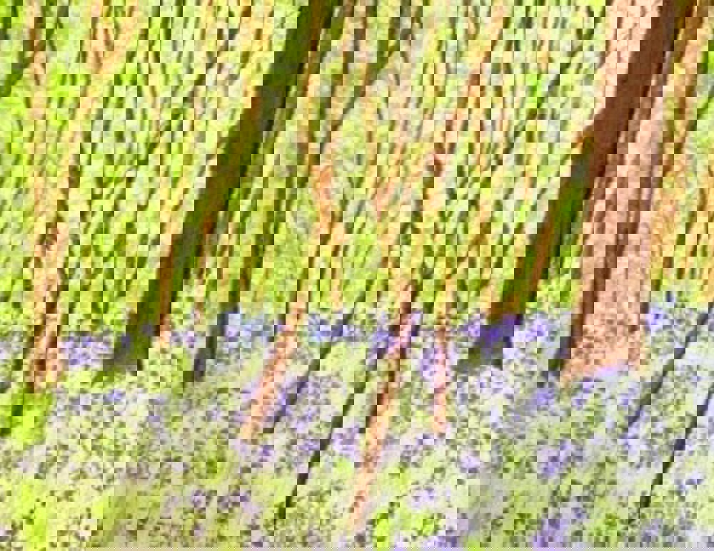 Watercolour painting of bluebells