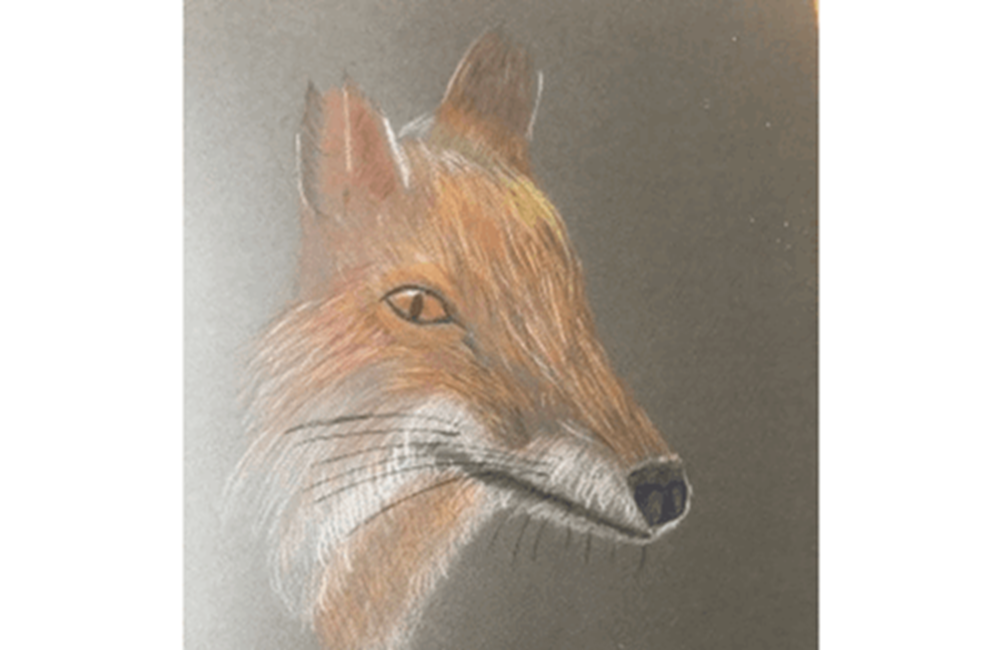 Drawing of fox
