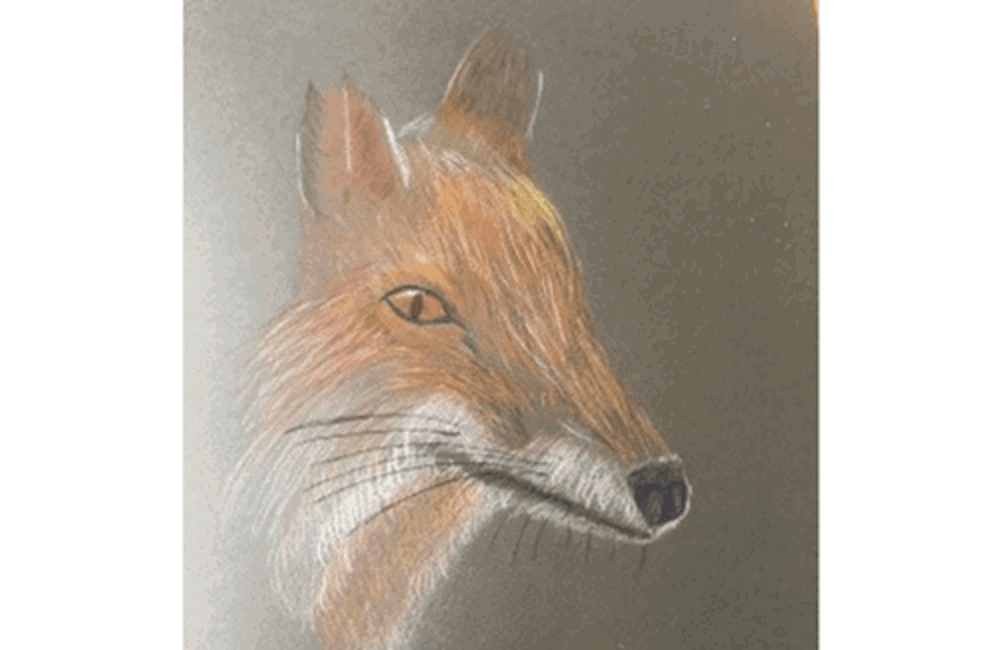 Drawing of fox