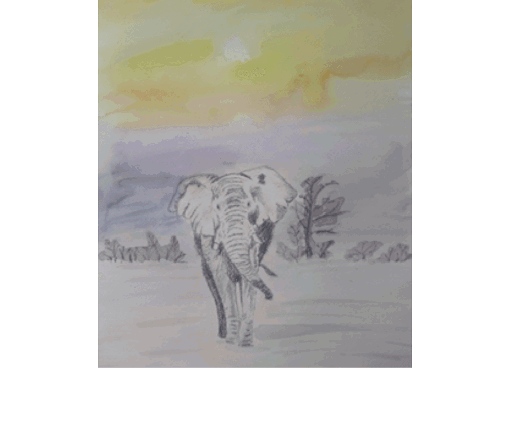 Drawing of elephant 