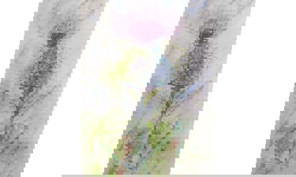 Watercolour painting of flower