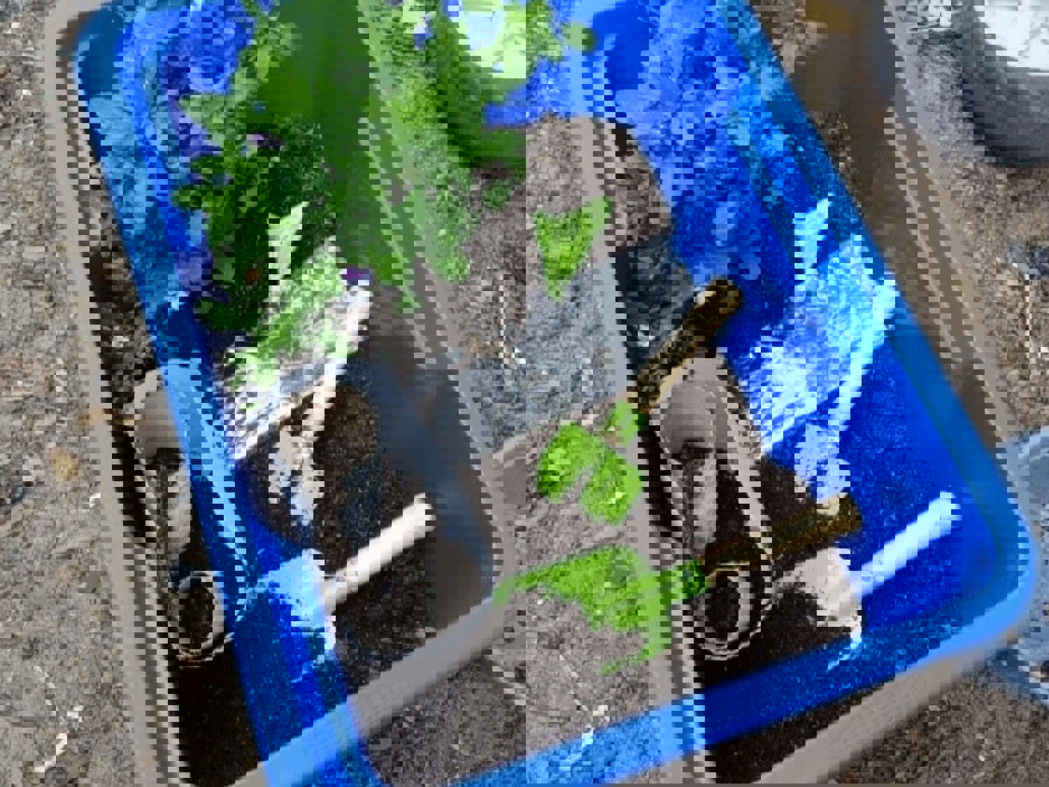 Soil, plants and tools in box