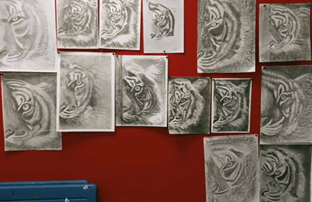 Selection of drawings of a tiger