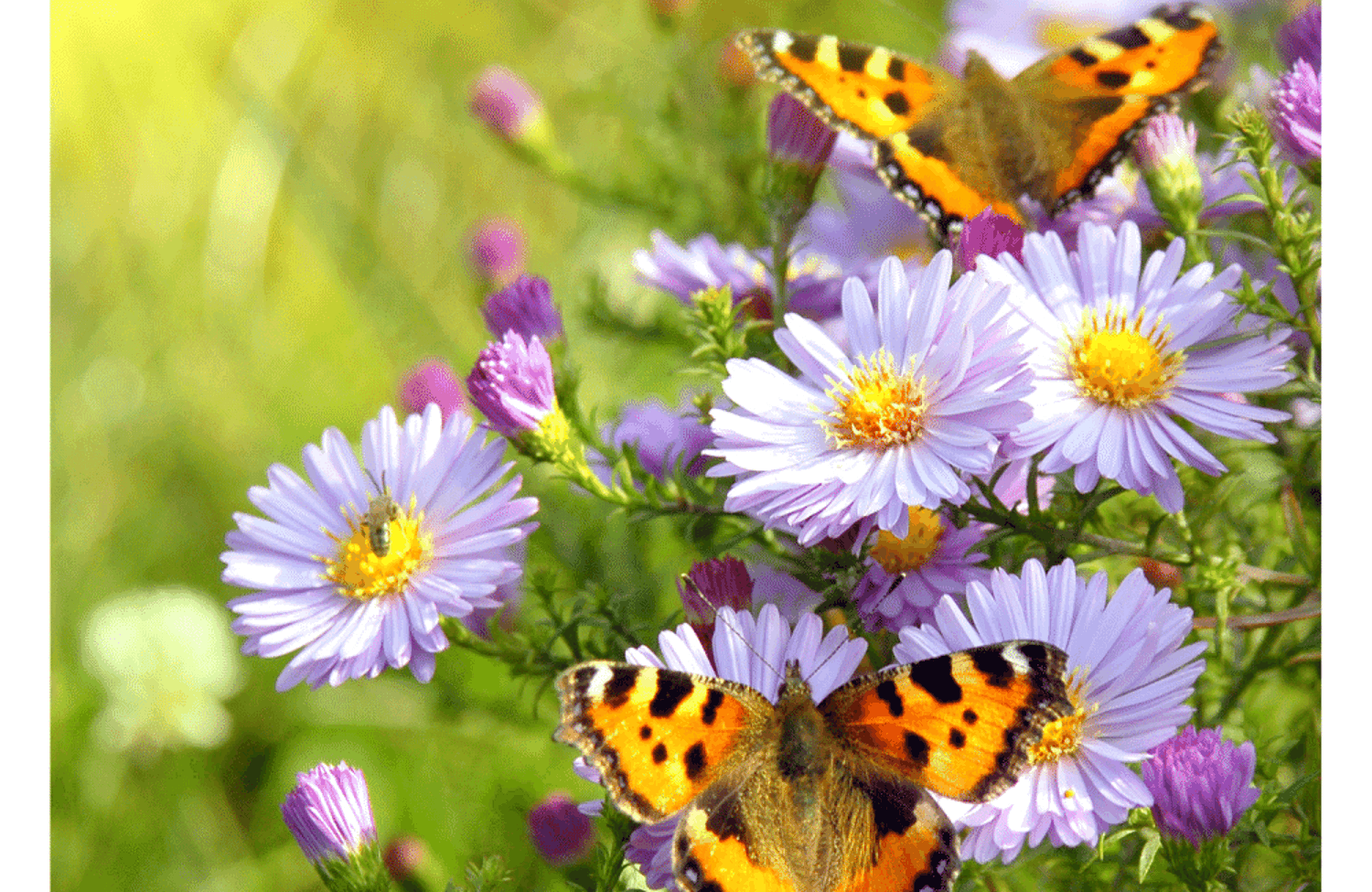 Butterfly landing on flowers