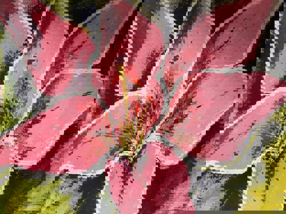 Painting of pink flower