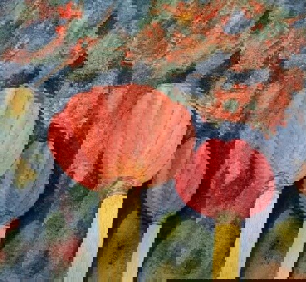 Watercolour painting of Chinese lanterns 