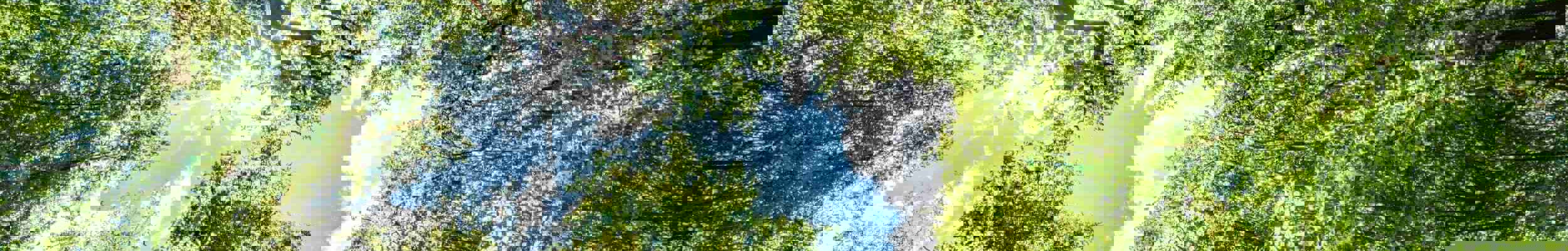 Sun shining through trees