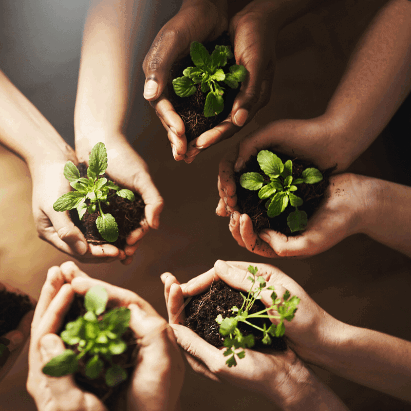 Hands holding soil and plants