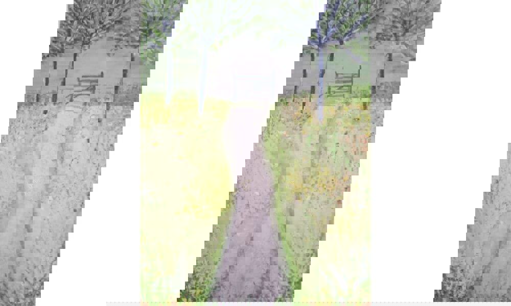 Watercolour painting of trees in field