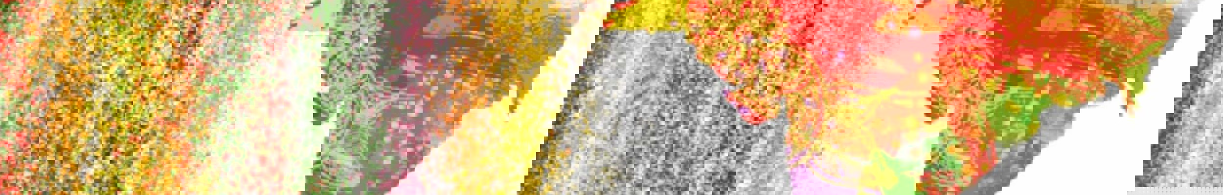 SAHM Official Flag