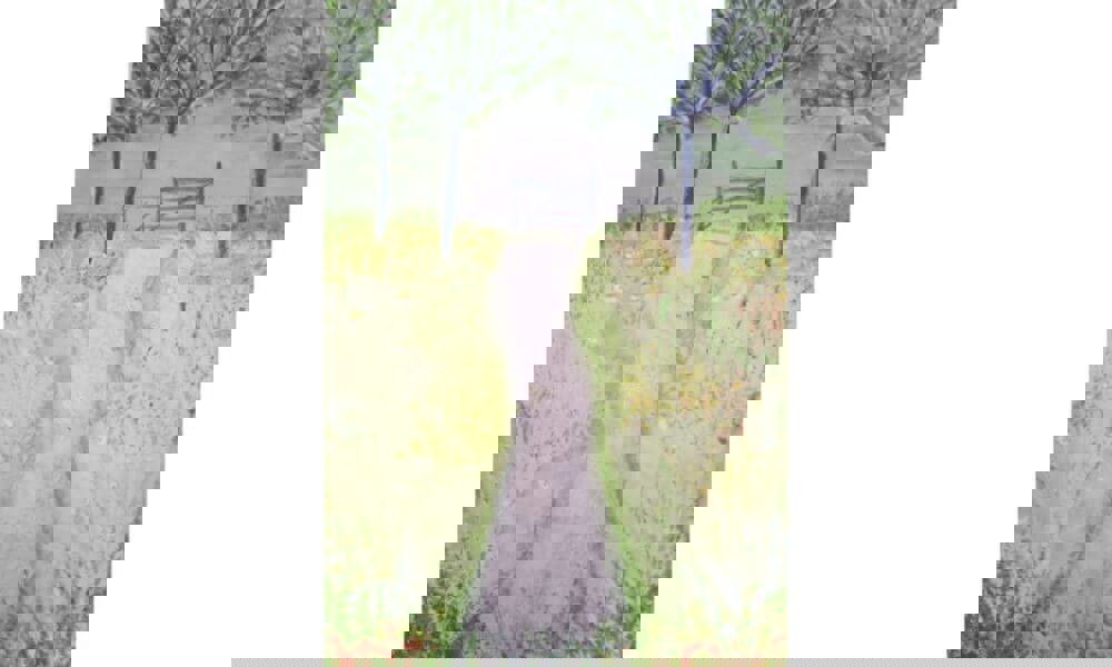 Watercolour painting of trees in field