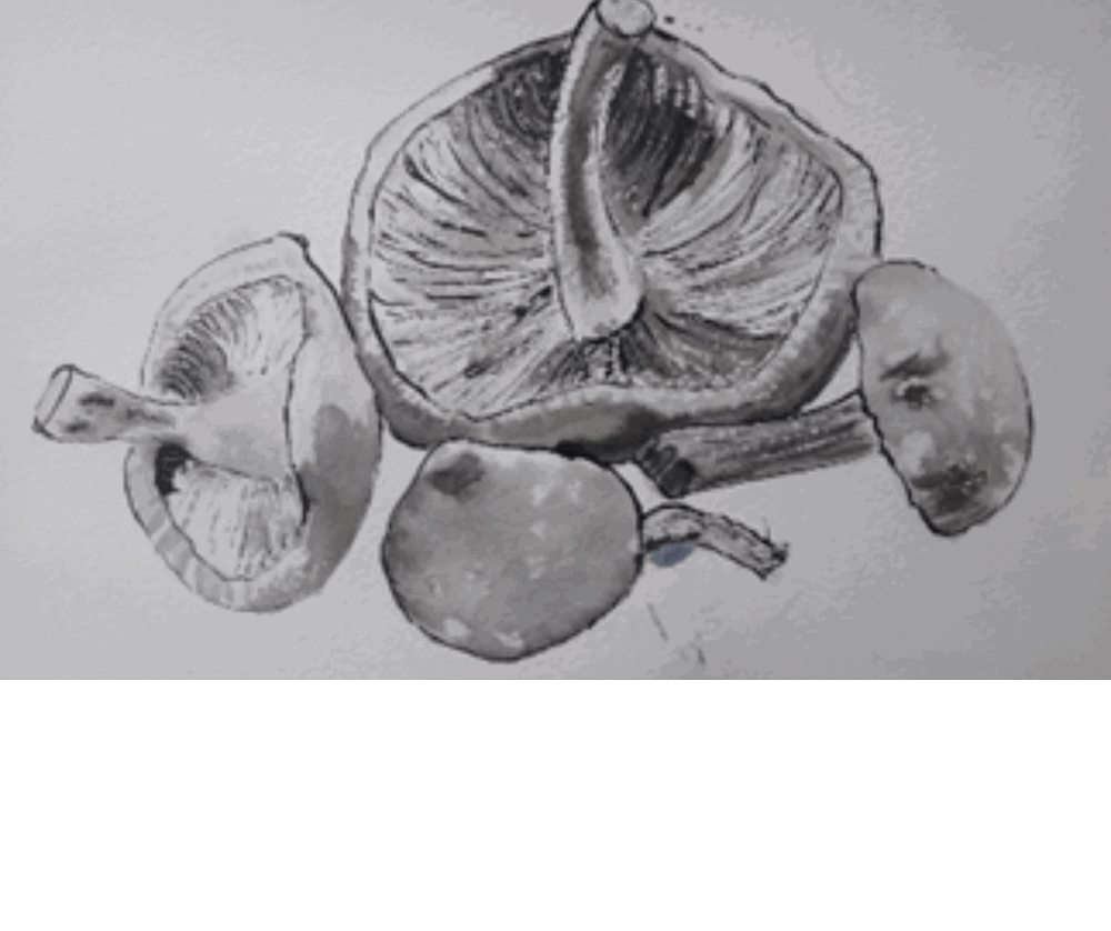 Drawing of mushrooms