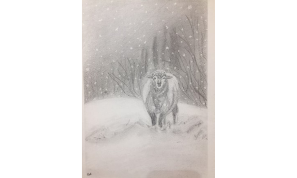 Drawing of a sheep