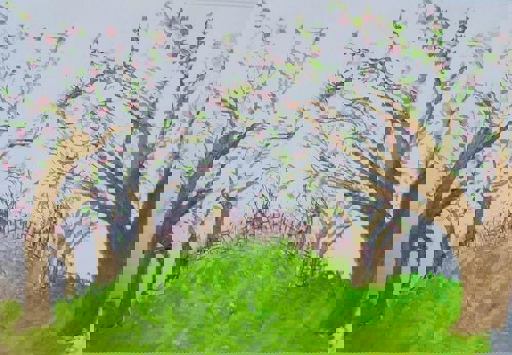 Watercolour painting of blossom trees